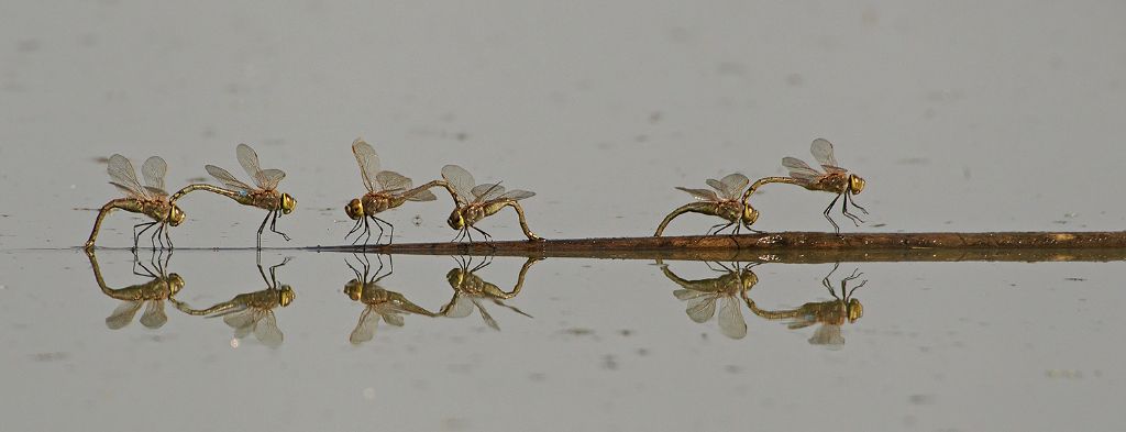 Deposizione uova Anax ephippiger